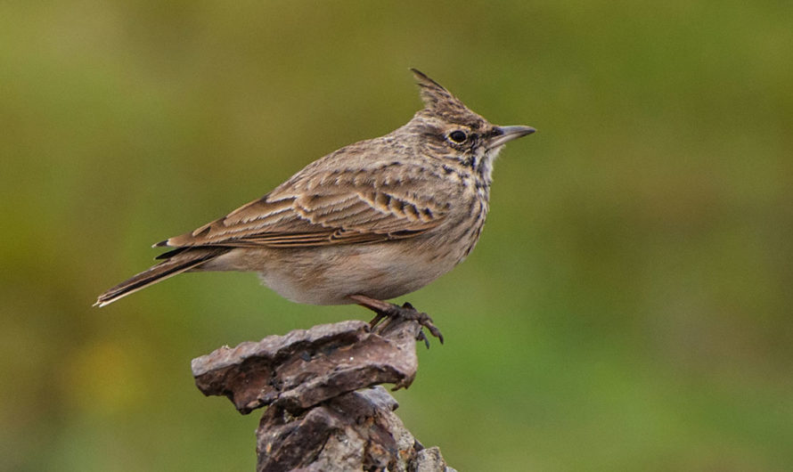 Сонник Жаворонок — толкование