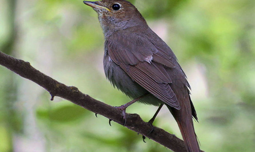 Сонник Соловей