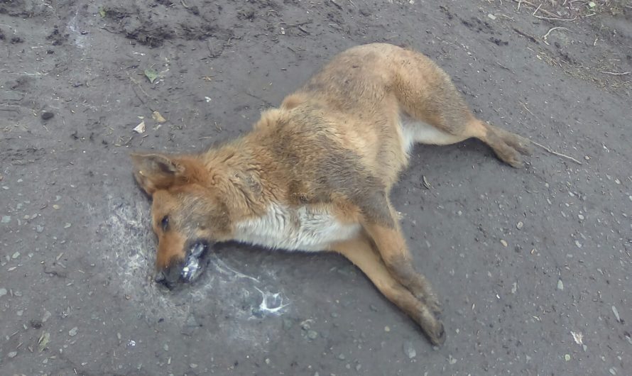 Сонник Отравили