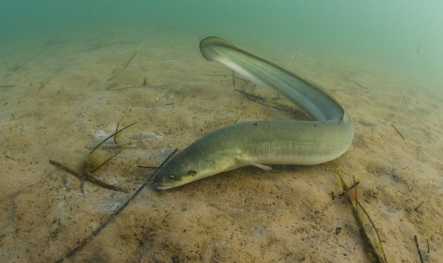 Сонник: Угорь