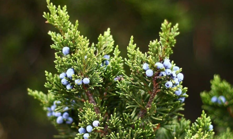 Сонник Можжевельник