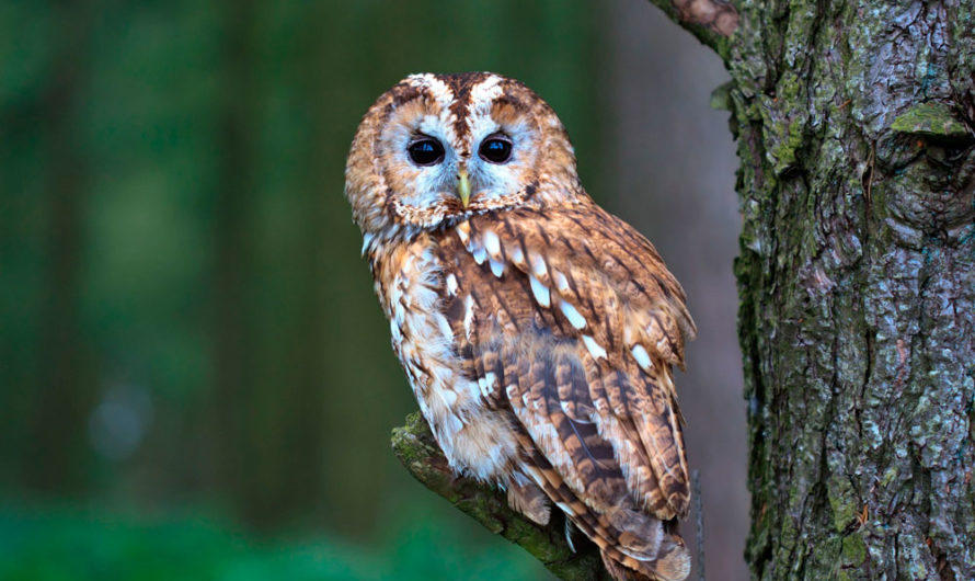 Сонник — Сова толкование Совы