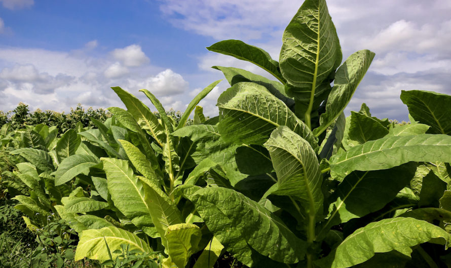 Сонник Табак толкование