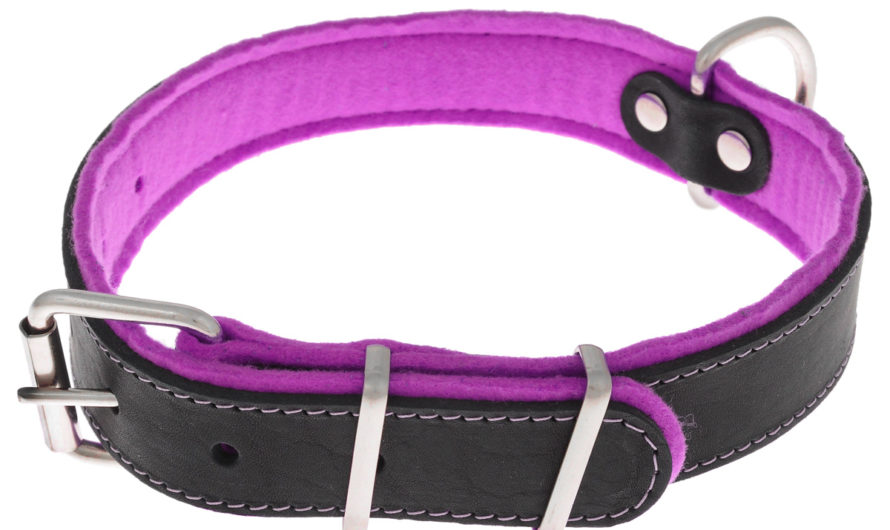 Сонник Ошейник