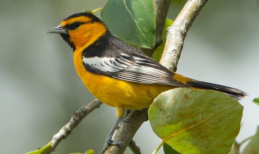 Примета: Птичка