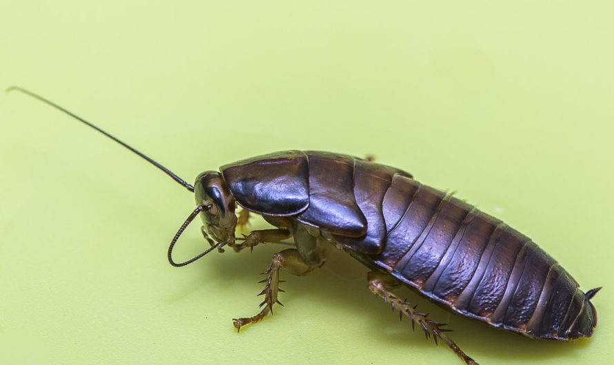 Приснился Таракан Сонник тараканы
