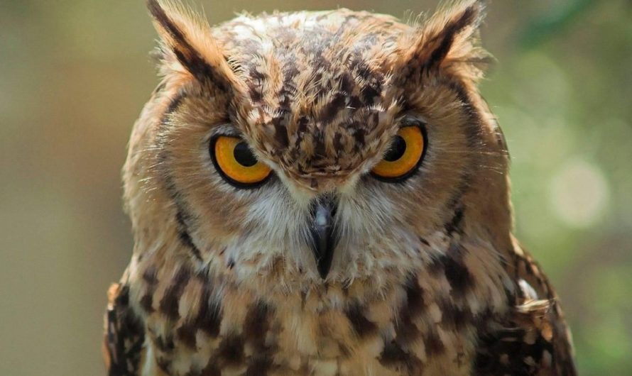 Приметы про сову