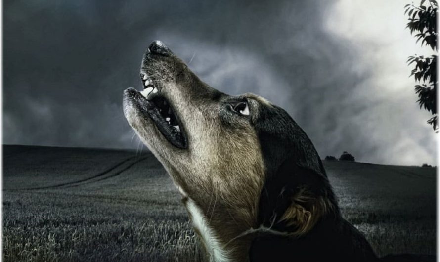 К чему воет собака