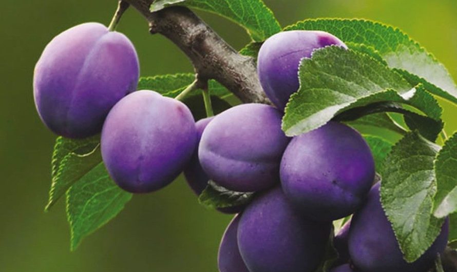 Сонник Сливы