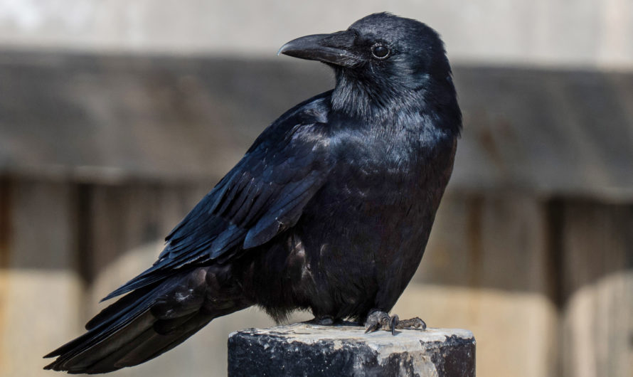 Сонник: Ворона