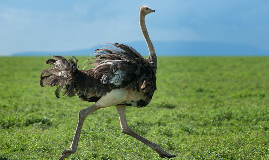 Сонник — Страус толкование Страуса