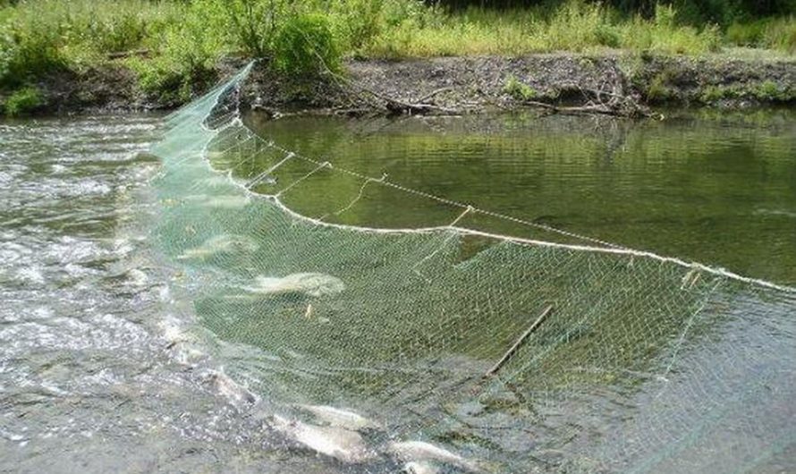 Сонник Сети