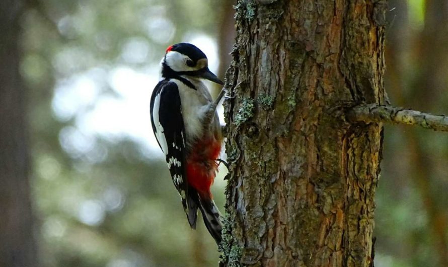 Народные приметы: дятел стучит
