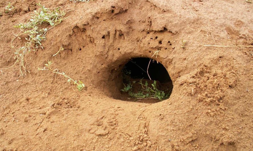 Сонник Нора