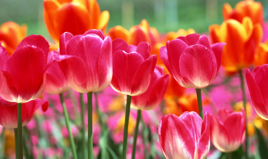 Сонник: Тюльпаны