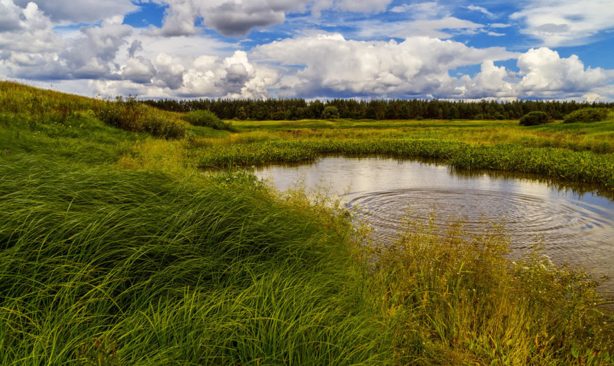 Сонник Омут