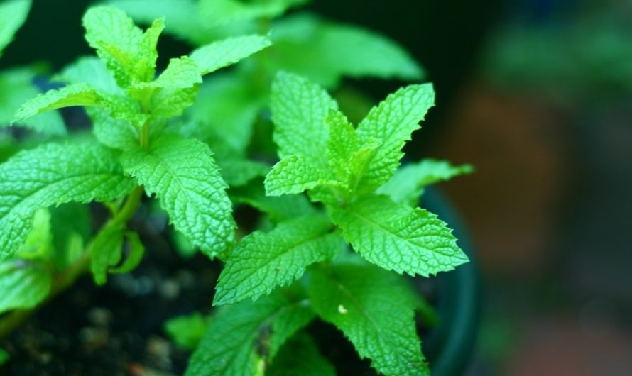 Мята свойства