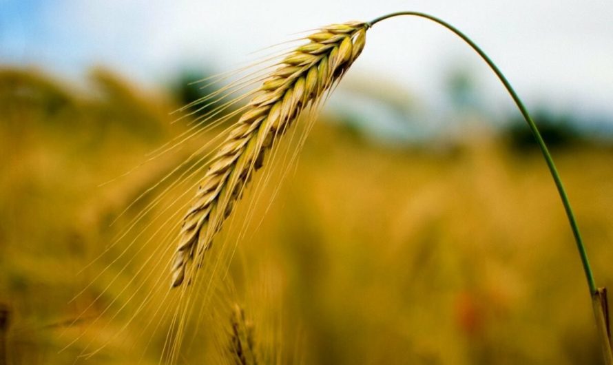 Сонник — Рожь толкование Рожи