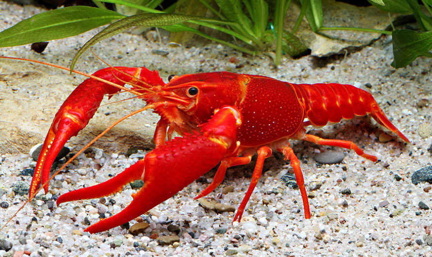 Сонник — Рак толкование Рака