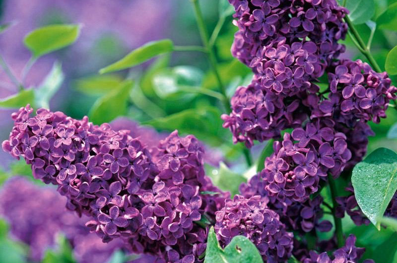 Сонник Сирень