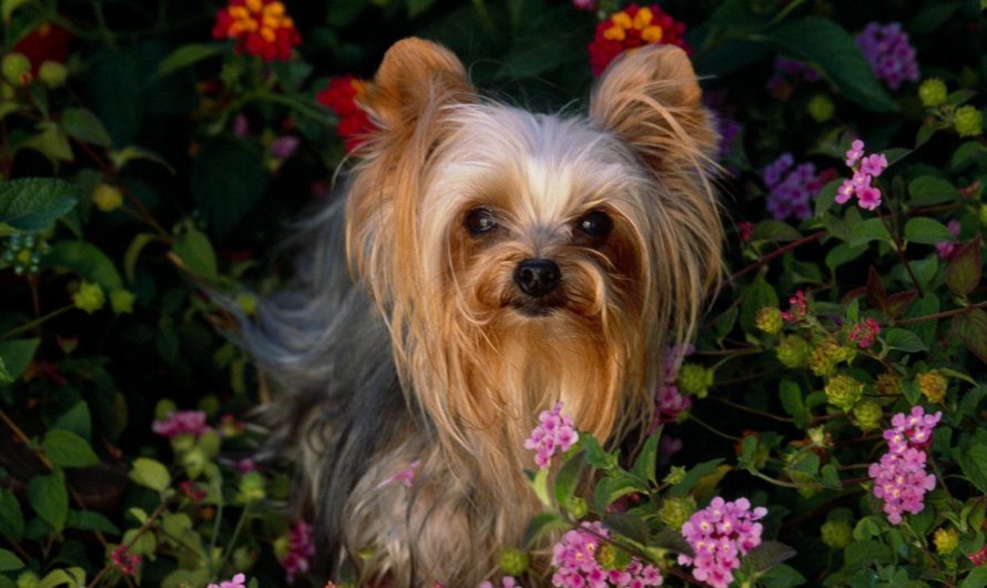 Как назвать собаку девочку