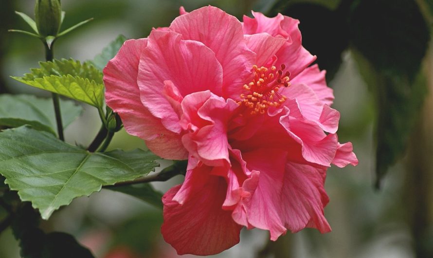 Китайская Роза: приметы