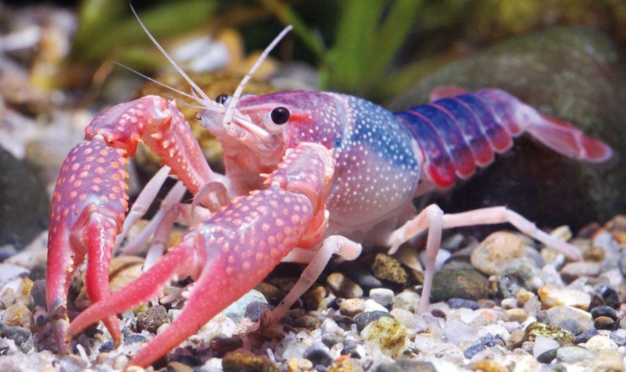 Приснился Рак Сонник