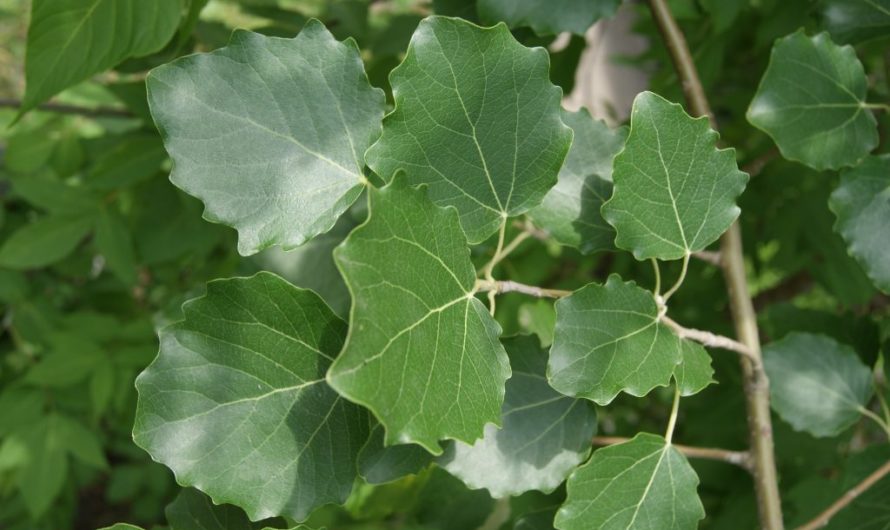 Сонник Осина