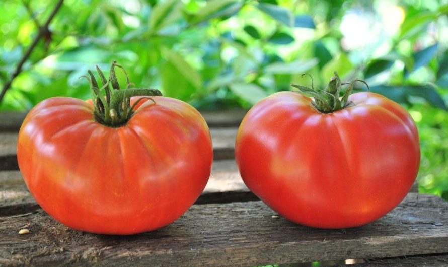 Сонник: Томат