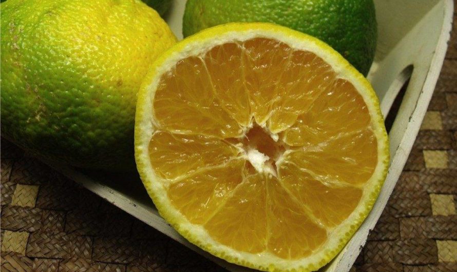 Свити: калории