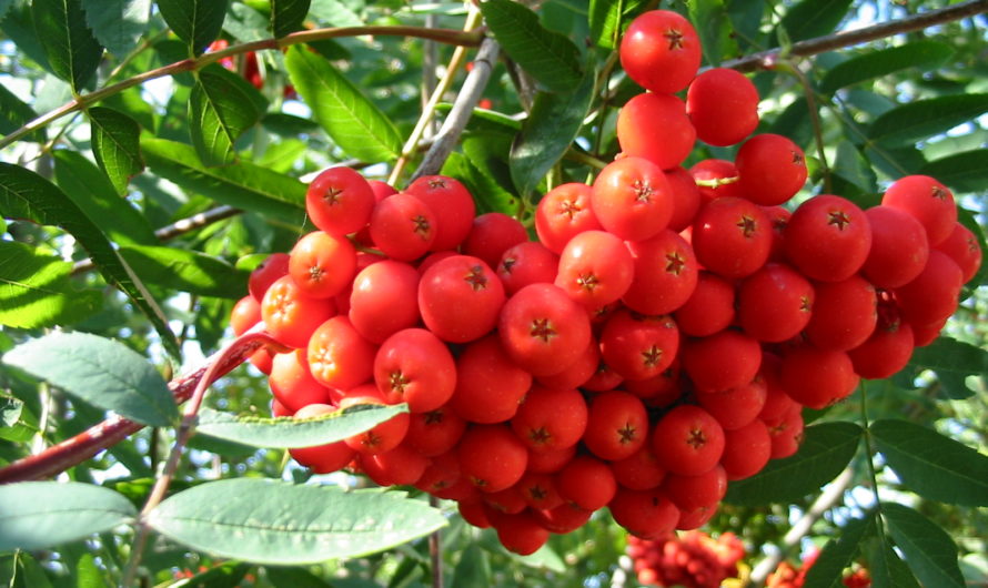 Сонник — Рябина толкование Рябины