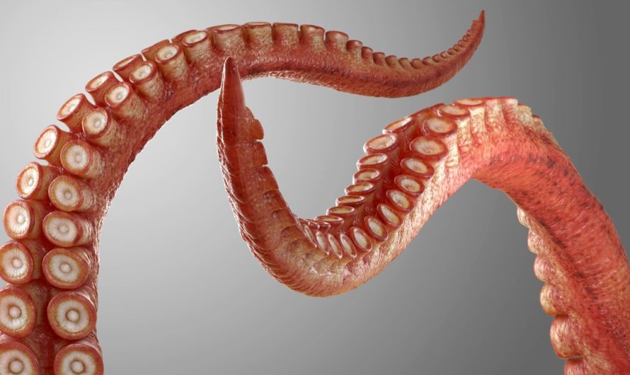 Сонник Щупальца — толкование