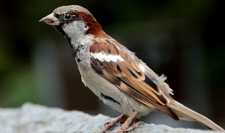 Сонник: Воробей