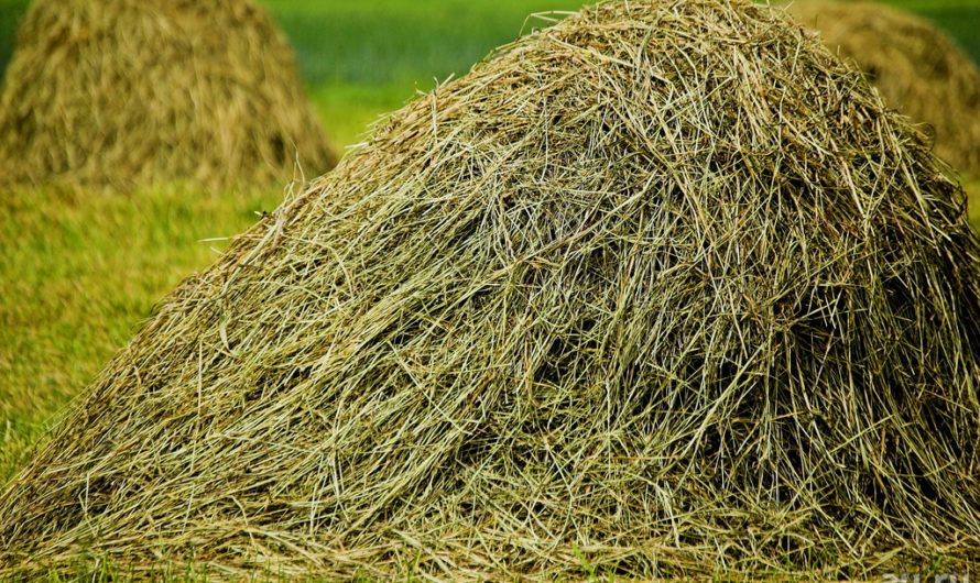 Сонник Сено