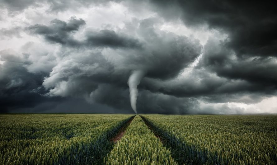 Сонник Смерч