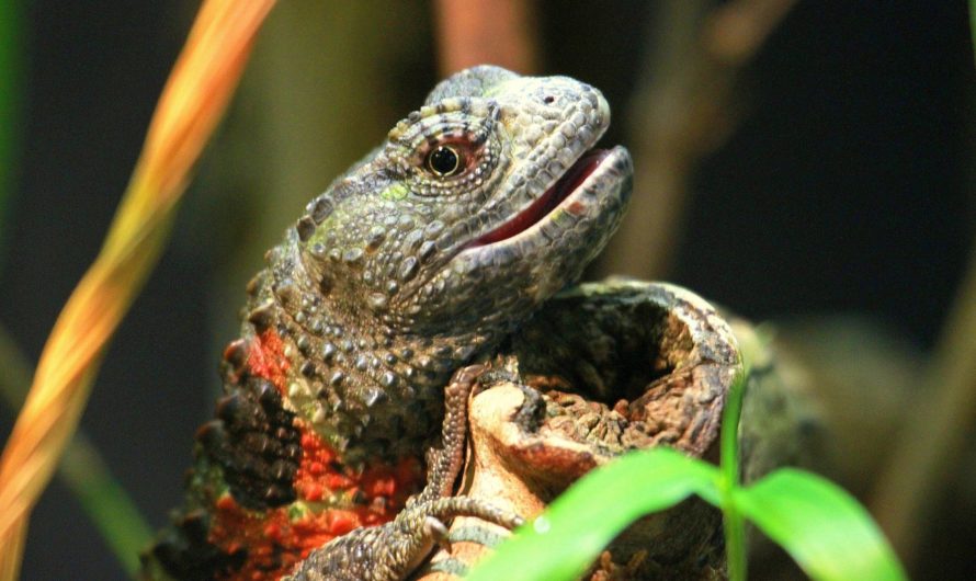 Сонник: Ящерица