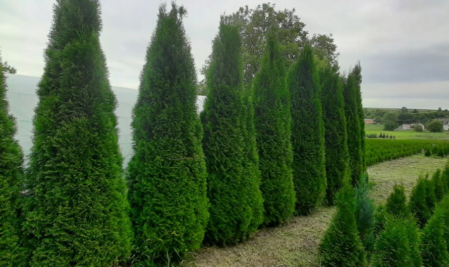 Сонник: Туя