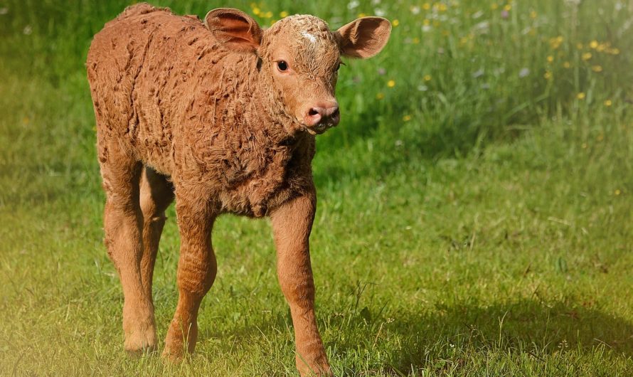 Сонник Телёнок