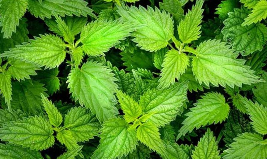 Отвар крапивы