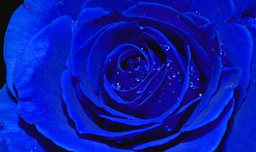 Сонник Синий