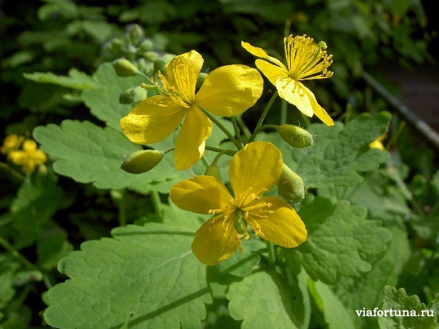 Чистотела настойка