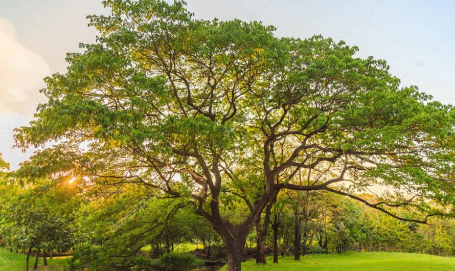 Приметы про Дерево