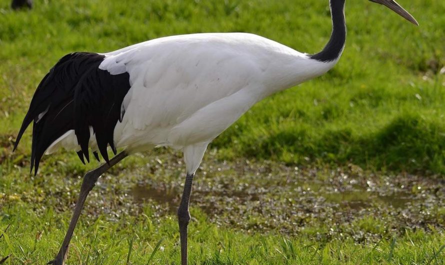 Толкование Журавля в снах