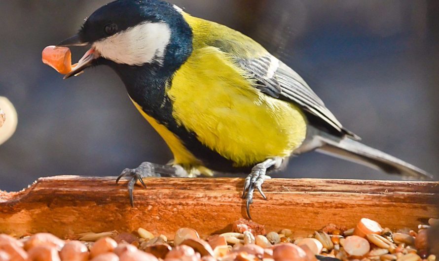 Сонник Синица