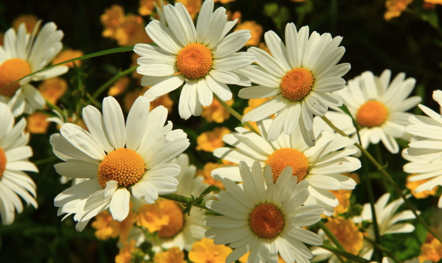 Ромашка для лица