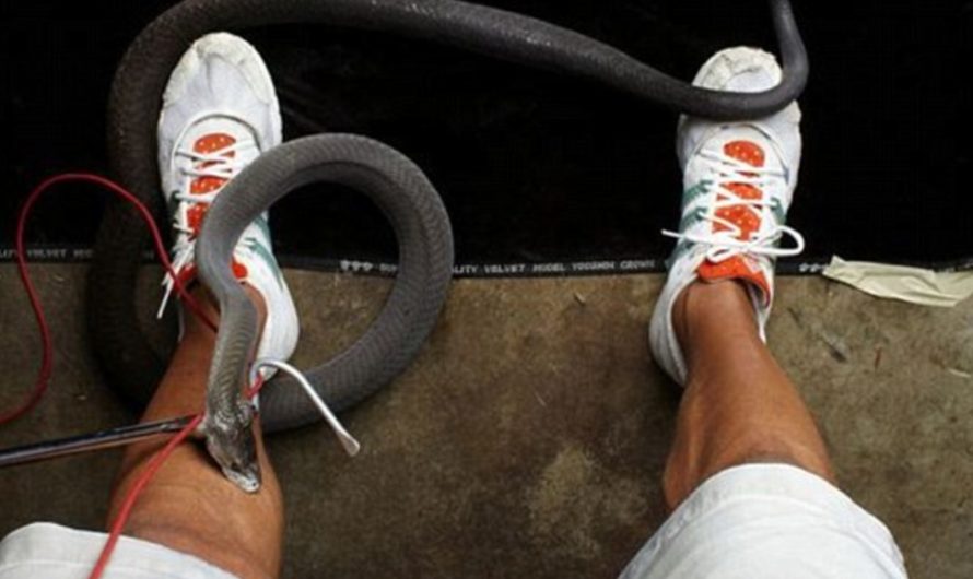 Cонник Змея кусает за Ногу К чему снится змея кусает за ноги