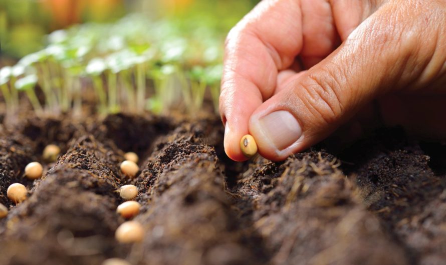 Сонник Сеять