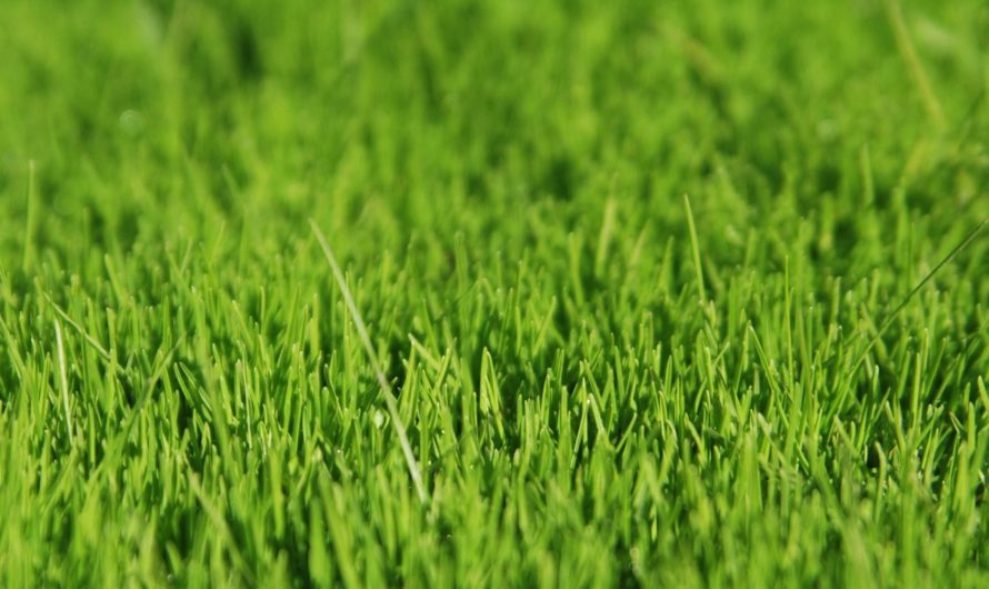 Сонник: Зеленый