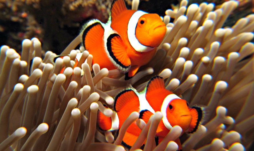 Сонник рыба  — Увидеть во сне рыбу толкование