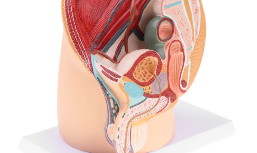 Сонник: Влагалище